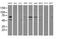 Protein Disulfide Isomerase Family A Member 4 antibody, MA5-25771, Invitrogen Antibodies, Western Blot image 