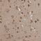 ATX2 antibody, NBP1-90062, Novus Biologicals, Immunohistochemistry frozen image 