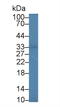 CD25 antibody, LS-C299581, Lifespan Biosciences, Western Blot image 