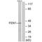 Flap Structure-Specific Endonuclease 1 antibody, A01484, Boster Biological Technology, Western Blot image 