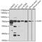 Interleukin 4 Induced 1 antibody, GTX32678, GeneTex, Western Blot image 