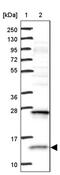 Mitochondrial Ribosomal Protein L42 antibody, PA5-58773, Invitrogen Antibodies, Western Blot image 