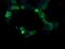 RAS P21 Protein Activator 1 antibody, NBP2-45518, Novus Biologicals, Immunofluorescence image 