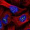 INO80 Complex Subunit C antibody, HPA049060, Atlas Antibodies, Immunofluorescence image 