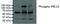 Endoplasmic Reticulum To Nucleus Signaling 1 antibody, NB100-2323H, Novus Biologicals, Western Blot image 