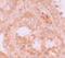 WD Repeat Domain 92 antibody, GTX85162, GeneTex, Immunohistochemistry paraffin image 