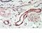 TSP3 antibody, NBP1-36996, Novus Biologicals, Immunohistochemistry frozen image 