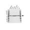 Cannabinoid receptor 1 antibody, VPA00442, Bio-Rad (formerly AbD Serotec) , Western Blot image 