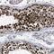 MIS18 Kinetochore Protein A antibody, NBP1-88944, Novus Biologicals, Immunohistochemistry frozen image 