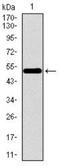 WD Repeat Domain 66 antibody, NBP2-37381, Novus Biologicals, Western Blot image 