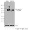 Insulin Receptor Substrate 1 antibody, PA1-1054, Invitrogen Antibodies, Western Blot image 