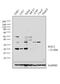 Rac Family Small GTPase 2 antibody, PA5-29681, Invitrogen Antibodies, Western Blot image 