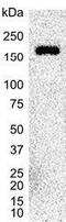 Integrin Subunit Alpha 6 antibody, GTX75046, GeneTex, Western Blot image 