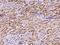 Mitochondrial Ribosomal Protein S36 antibody, 204927-T08, Sino Biological, Immunohistochemistry frozen image 