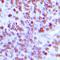 Myeloid Cell Nuclear Differentiation Antigen antibody, orb216161, Biorbyt, Immunohistochemistry paraffin image 