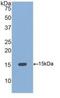 Bone Morphogenetic Protein 4 antibody, MBS2002771, MyBioSource, Western Blot image 