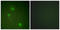 Aurora Kinase B antibody, LS-B5746, Lifespan Biosciences, Immunofluorescence image 