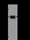 Creatine Kinase, Mitochondrial 1B antibody, 201837-T36, Sino Biological, Western Blot image 