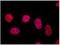 Telomeric repeat-binding factor 1 antibody, NB100-1701, Novus Biologicals, Immunocytochemistry image 