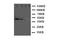 Erb-B2 Receptor Tyrosine Kinase 4 antibody, LS-C313024, Lifespan Biosciences, Western Blot image 