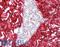 Collagen Type III Alpha 1 Chain antibody, LS-B16144, Lifespan Biosciences, Immunohistochemistry paraffin image 