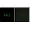 Cystatin Like 1 antibody, PA5-50018, Invitrogen Antibodies, Immunofluorescence image 
