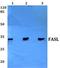 Fas Ligand antibody, GTX66619, GeneTex, Western Blot image 