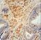 Frp antibody, LS-C166264, Lifespan Biosciences, Immunohistochemistry paraffin image 