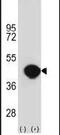 Biglycan antibody, PA5-13700, Invitrogen Antibodies, Western Blot image 