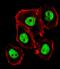 CTR9 Homolog, Paf1/RNA Polymerase II Complex Component antibody, A05192, Boster Biological Technology, Immunofluorescence image 