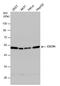 Adenosine Deaminase 2 antibody, PA5-30635, Invitrogen Antibodies, Western Blot image 