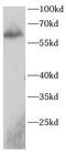 Frizzled-2 antibody, FNab03220, FineTest, Western Blot image 