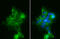 ATPase Na+/K+ Transporting Subunit Alpha 1 antibody, GTX635461, GeneTex, Immunofluorescence image 