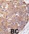 Polo Like Kinase 2 antibody, abx033265, Abbexa, Western Blot image 