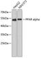 Peroxisome Proliferator Activated Receptor Alpha antibody, 15-187, ProSci, Western Blot image 