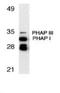Acidic Nuclear Phosphoprotein 32 Family Member A antibody, orb88725, Biorbyt, Western Blot image 