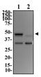 Basic Helix-Loop-Helix Family Member E40 antibody, NB100-1800, Novus Biologicals, Western Blot image 