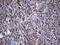 Zinc finger and BTB domain-containing protein 4 antibody, M08155, Boster Biological Technology, Immunohistochemistry paraffin image 