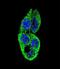 Microtubule Associated Serine/Threonine Kinase Like antibody, LS-C164043, Lifespan Biosciences, Immunofluorescence image 