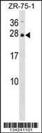 Interleukin 25 antibody, 57-895, ProSci, Western Blot image 