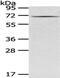 Glutamate Decarboxylase 1 antibody, CSB-PA219867, Cusabio, Western Blot image 
