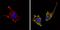 CD81 Molecule antibody, MA5-13548, Invitrogen Antibodies, Immunofluorescence image 