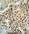 ERI1 Exoribonuclease Family Member 3 antibody, abx032619, Abbexa, Immunohistochemistry frozen image 