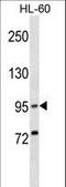 Xenotropic and polytropic retrovirus receptor 1 antibody, LS-C157380, Lifespan Biosciences, Western Blot image 