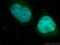 Cell Division Cycle 27 antibody, 10918-1-AP, Proteintech Group, Immunofluorescence image 