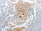 Cystatin C antibody, CSB-PA205008, Cusabio, Immunohistochemistry frozen image 