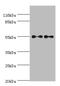 Thyroid Hormone Receptor Alpha antibody, A50528-100, Epigentek, Western Blot image 