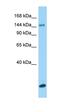 Collagen Type XV Alpha 1 Chain antibody, orb325380, Biorbyt, Western Blot image 