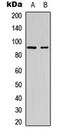 Sp1 Transcription Factor antibody, orb304603, Biorbyt, Western Blot image 