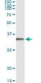 Fibrinogen Like 1 antibody, H00002267-M01, Novus Biologicals, Immunoprecipitation image 